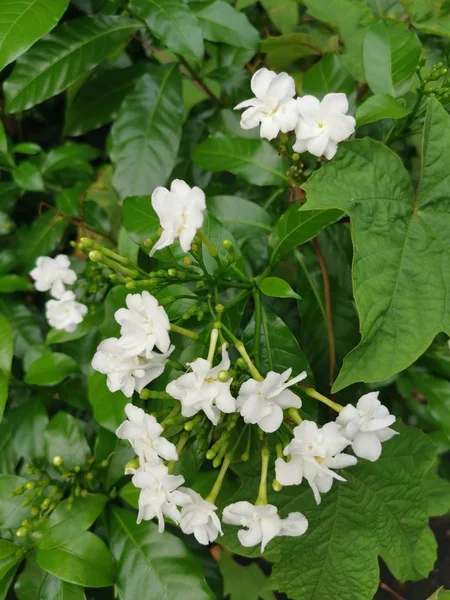 Krásnej Bílý Tabernaemontana Divaricata Květina — Stock fotografie