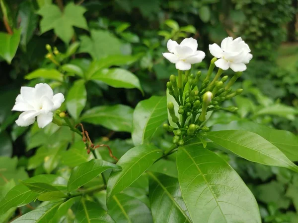 Beautiful White Tabernaemontana Divaricata Flower — Stock Photo, Image
