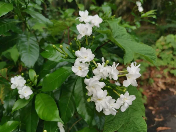 Hermosa Flor Divaricata Tabernaemontana Blanca — Foto de Stock