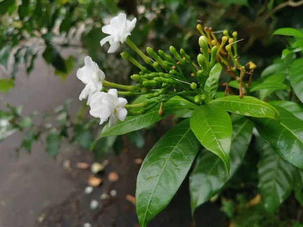 Красива Біла Квітка Тавернимонтани Divaricata — стокове фото