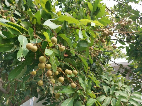 Dimocarpus Longan Frutas Penduradas Ramo — Fotografia de Stock