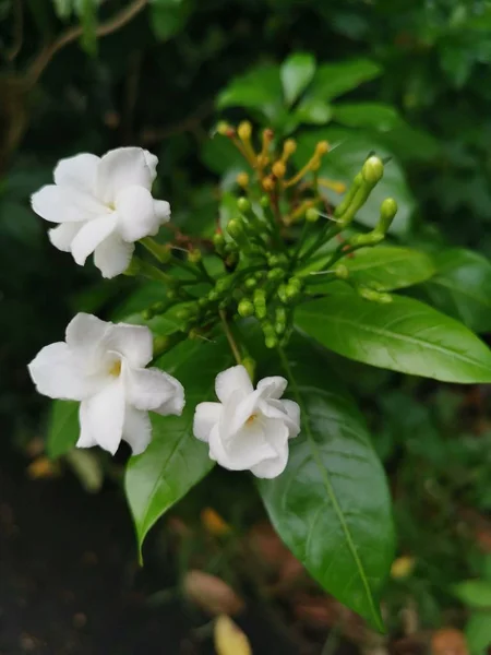 Beautiful White Tabernaemontana Divaricata Flower — Stock Photo, Image