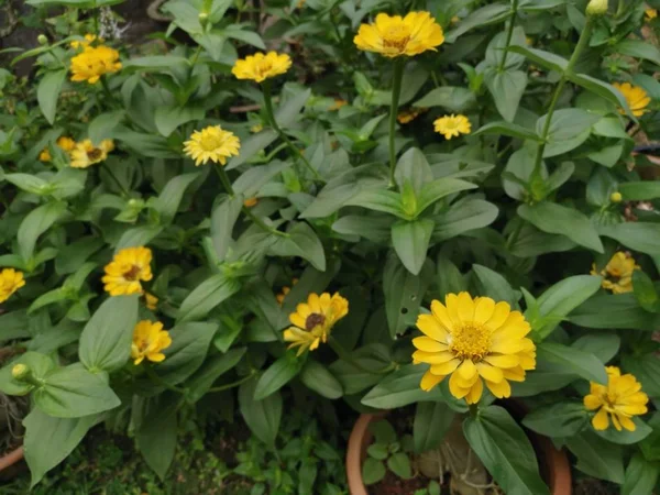 Jaune Zinnia Elegans Fleur — Photo