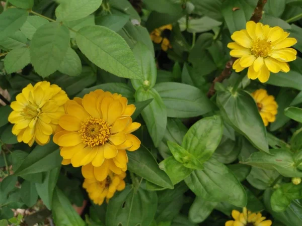 Zinnia Amarelo Elegans Flor — Fotografia de Stock