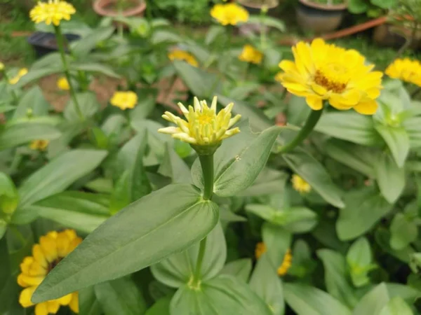 Zinnia Amarelo Elegans Flor — Fotografia de Stock