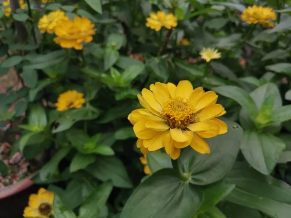 Zinnia Amarelo Elegans Flor — Fotografia de Stock