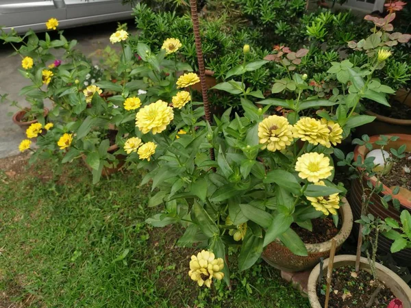 Żółty Kwiat Cynia Elegans — Zdjęcie stockowe