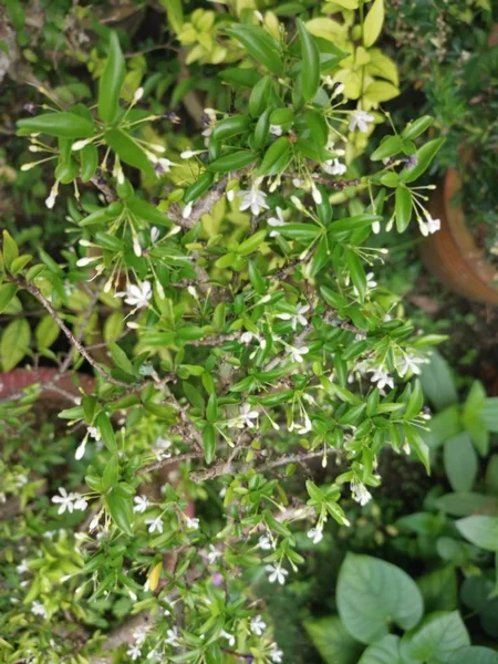 Yeşil Yasemin Beyaz Çiçek Ağacı — Stok fotoğraf