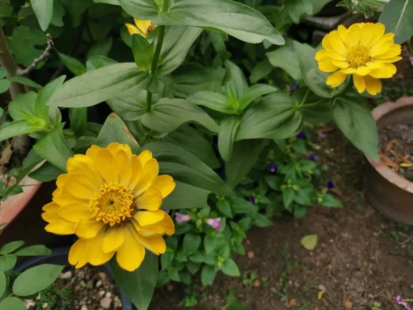 Zinnia Amarelo Elegans Flor — Fotografia de Stock