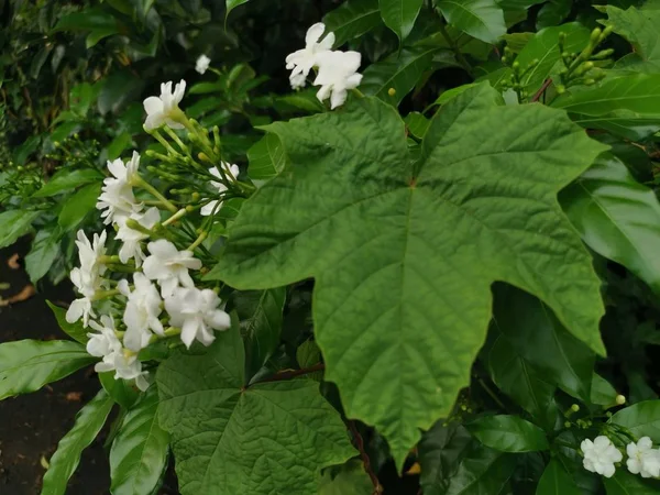 Πράσινο Δέντρο Γιασεμί Λευκό Λουλούδι — Φωτογραφία Αρχείου