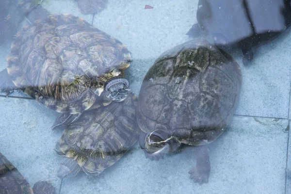Наземные Черепахи Найденные Общественном Пруду — стоковое фото