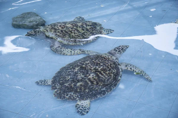 rearing sea turtles at the indoor pond before releasing to the sea