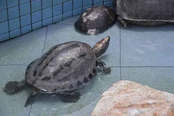 Jord Skildpadder Fundet Den Offentlige Dam - Stock-foto