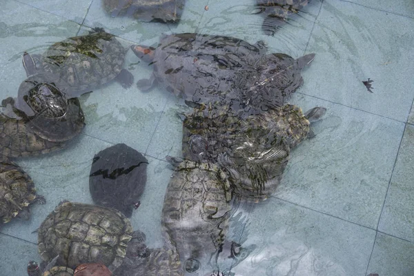 Jord Skildpadder Fundet Den Offentlige Dam - Stock-foto