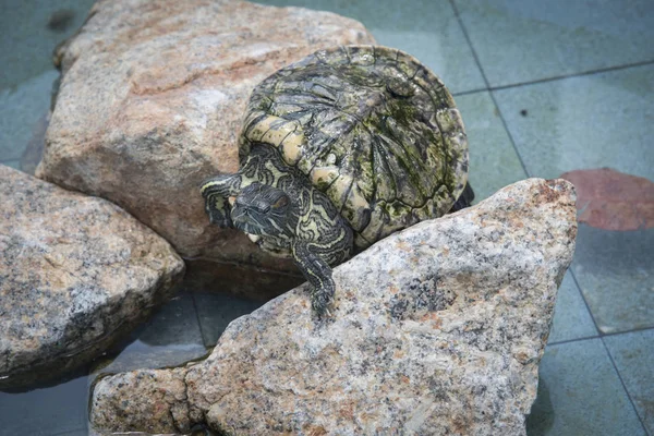 Land Tortoises Found Public Pond — Stock Photo, Image