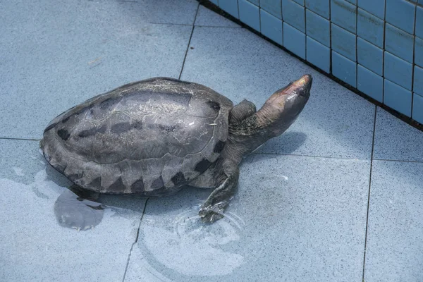 Land Tortoises Found Public Pond — Stock Photo, Image