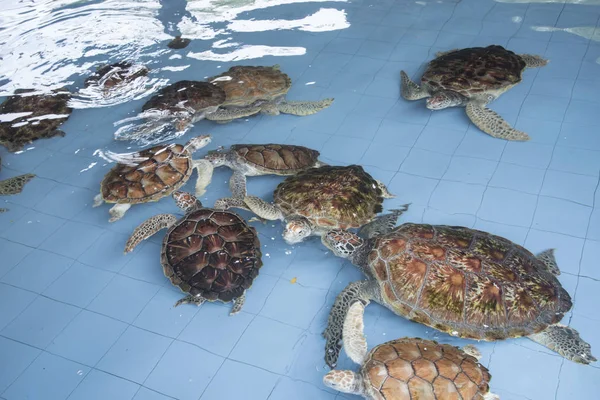 Chov Mořských Želv Vnitřním Rybníku Před Uvolněním Moře — Stock fotografie