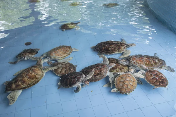 rearing sea turtles at the indoor pond before releasing to the sea