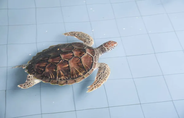 rearing sea turtles at the indoor pond before releasing to the sea