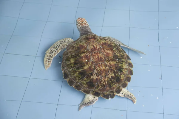 rearing sea turtles at the indoor pond before releasing to the sea