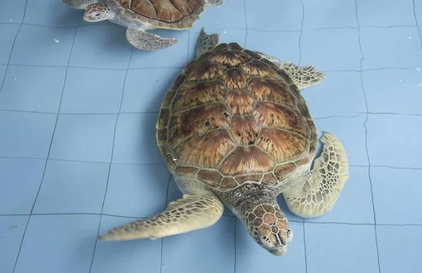 Opdræt Havskildpadder Den Indendørs Dam Inden Slippes Fri Til Havet - Stock-foto