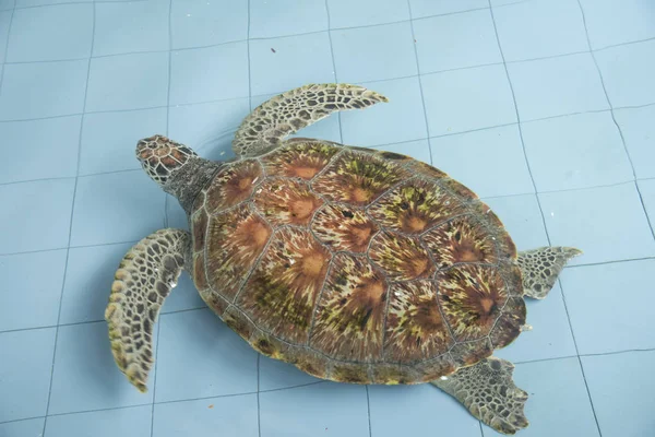 rearing sea turtles at the indoor pond before releasing to the sea