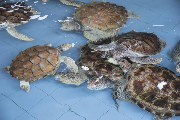rearing sea turtles at the indoor pond before releasing to the sea