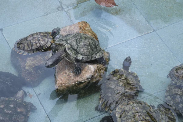 Jord Skildpadder Fundet Den Offentlige Dam - Stock-foto