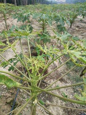 papaya büyüyen çiftlik sahnesi