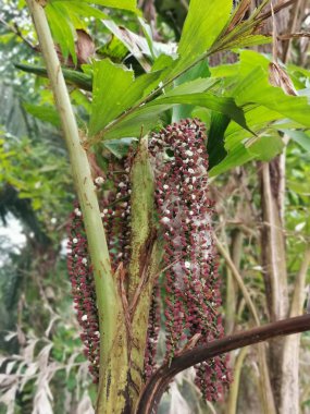 caryota mitis lour ağaç ormanda büyüyen
