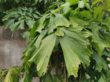 caryota mitis lour ağaç ormanda büyüyen