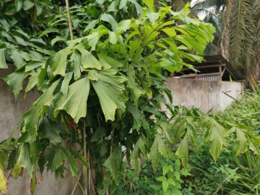 caryota mitis lour ağaç ormanda büyüyen