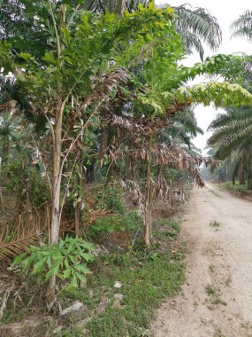 caryota mitis lour ağaç ormanda büyüyen