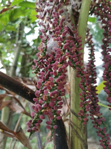 Pálmavirágúak Mitis Fényképen Dzsungelben — Stock Fotó