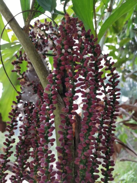 Caryota Mitis Lour Árbol Creciendo Selva — Foto de Stock