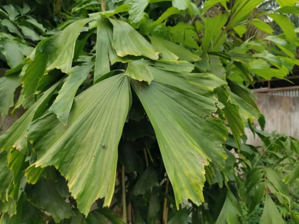 Caryota Mitis Bloem Boom Groeit Jungle — Stockfoto