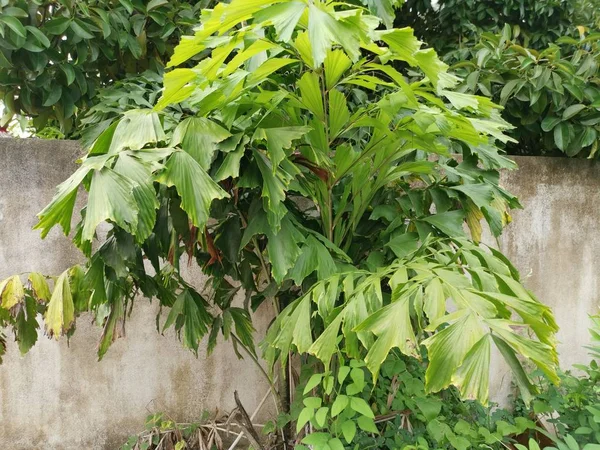 Caryota Mitis Bloem Boom Groeit Jungle — Stockfoto