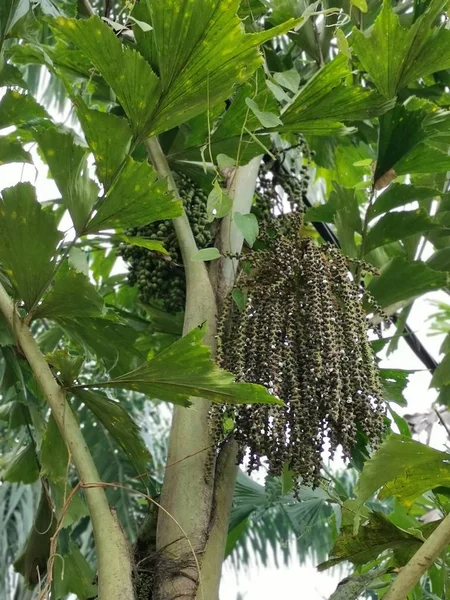 Caryota Mitis Lour Tree Growing Jungle — Stock Photo, Image