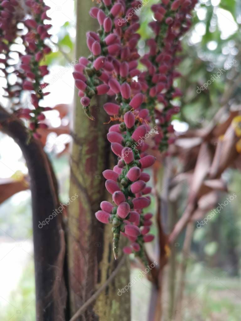 caryota mitis lour árbol creciendo en la selva 2023