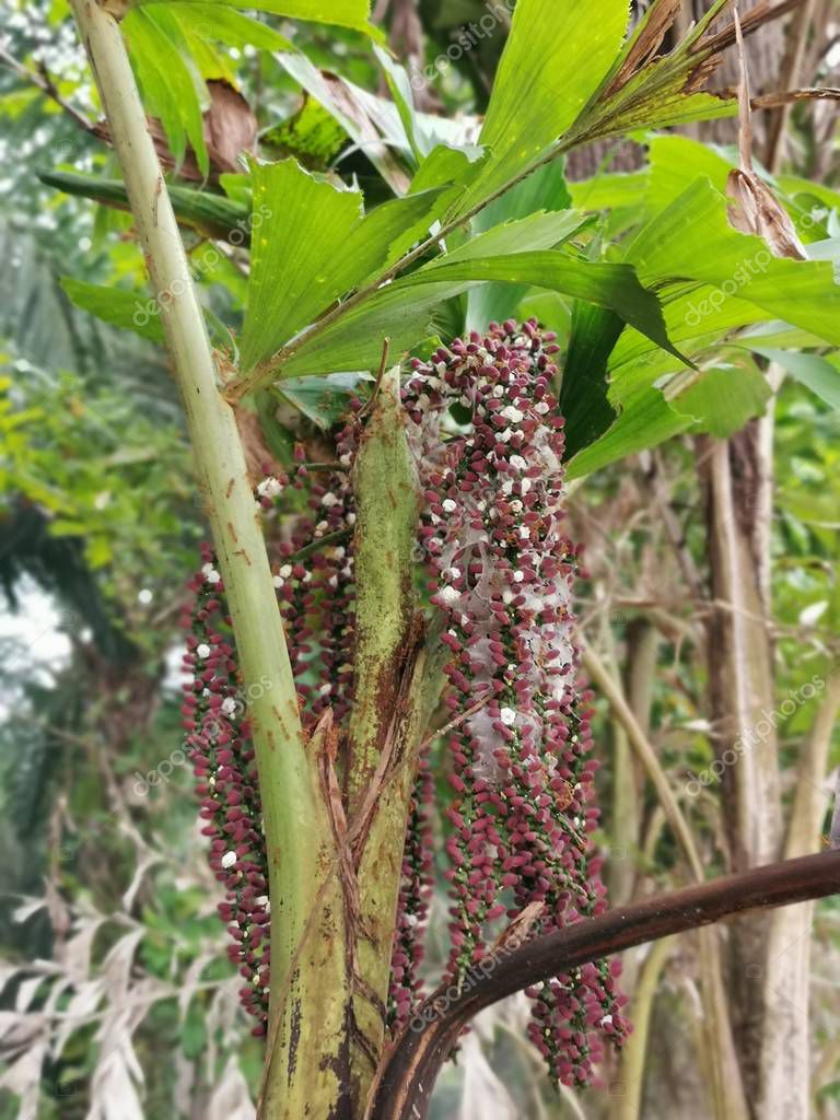 caryota mitis lour árbol creciendo en la selva 2022