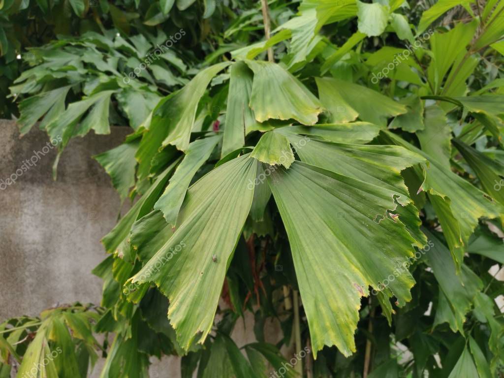 caryota mitis lour árbol creciendo en la selva 2022