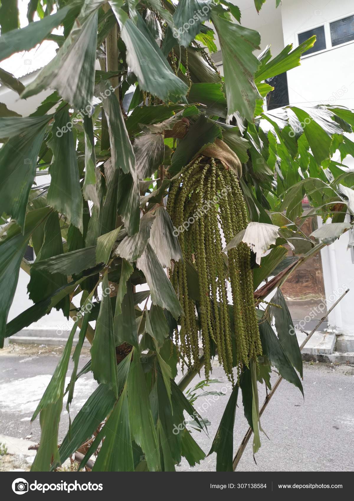 Caryota Mitis Lour Tree Growing Jungle — Stock Photo © sweemingyoung
