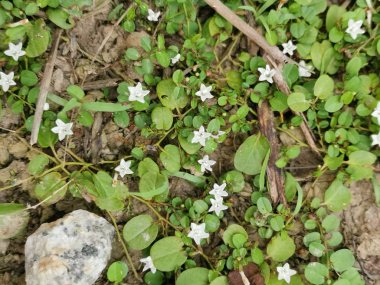 vahşi sürünen mitchella weeds tövbe