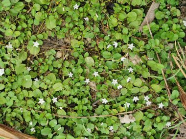 vahşi sürünen mitchella weeds tövbe
