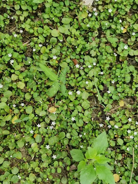 Wild Kriechende Mitchella Repens Unkraut — Stockfoto