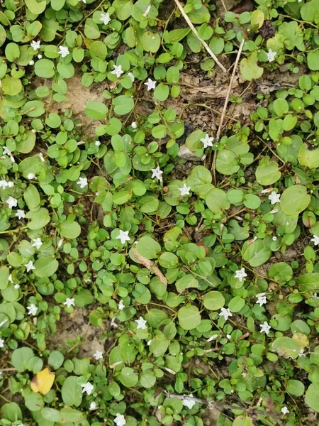 Salvaje Gatear Mitchella Repens Malezas — Foto de Stock