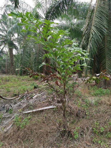 Caryota Mitis Lour Tree Растущее Джунглях — стоковое фото