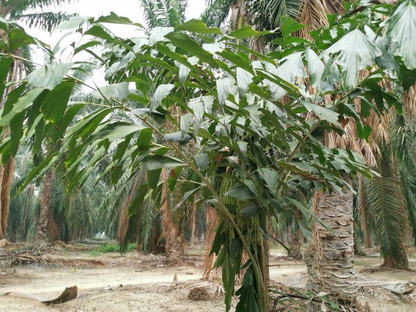 Caryota mitis lour tree растущее в джунглях
