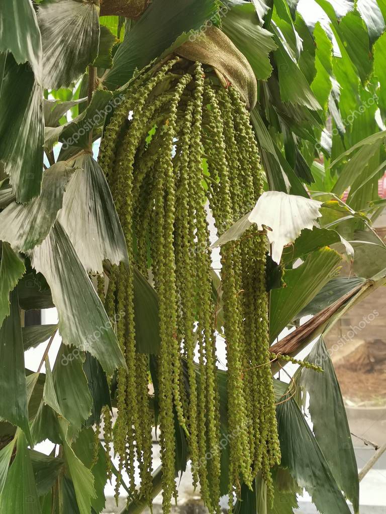 caryota mitis lour árbol creciendo en la selva 2022