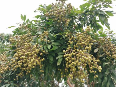 ağaç bol dimocarpus longan meyve taşıyan